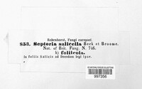 Image of Rhabdospora salicella